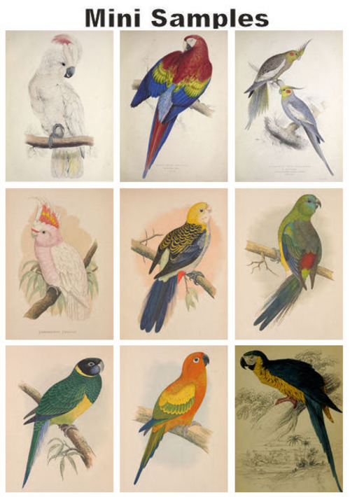 Product picture All about Parrots vintage PDF books
