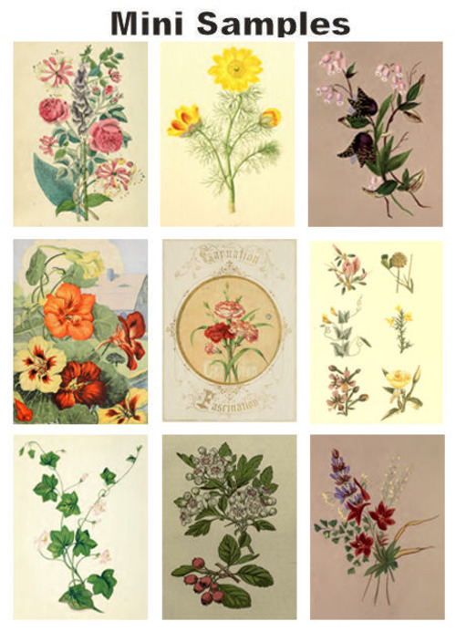 Product picture All about Floral & Flowers vintage PDF books